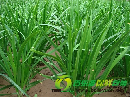 韭菜真能壯陽嗎？